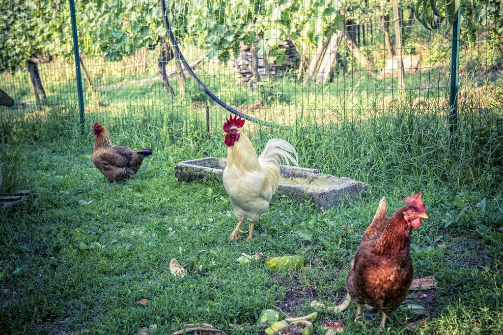 Agriturismo I Roseti Montepulciano Stazione エクステリア 写真
