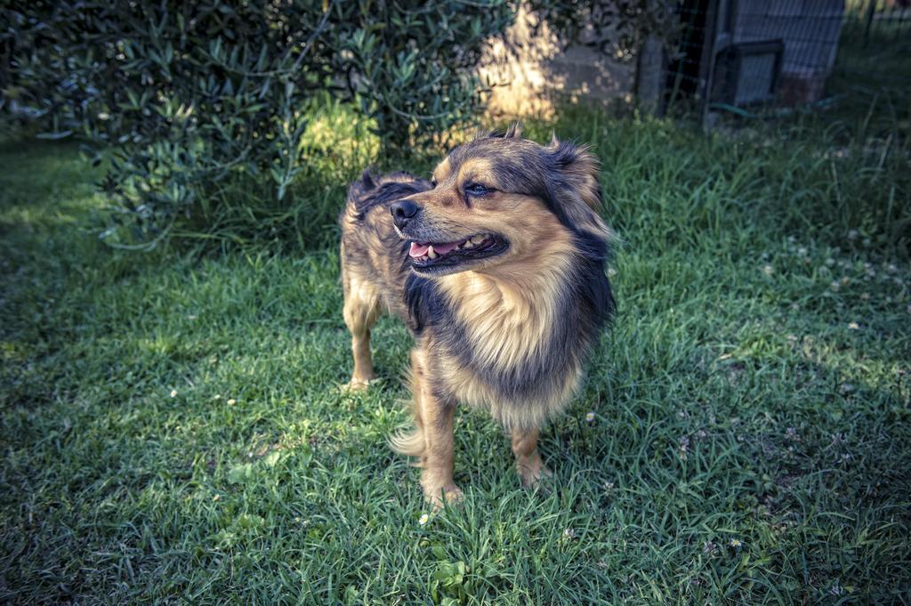 Agriturismo I Roseti Montepulciano Stazione エクステリア 写真